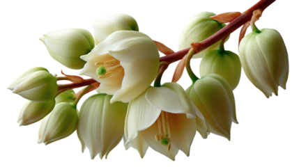 Yucca Bloom in Bloom: Delicate yucca blooms and unopened buds on a textured stem in vibrant colors, a stunning display of nature's beauty and a perfect illustration of floral elegance.