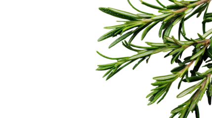 Fresh rosemary leaves on a white isolated background.