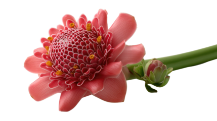 Exotic Torch Ginger Blossom: Delicate pink petals of a torch ginger flower with a unique, intricate pattern. A stunning macro shot showcasing the plant's beauty. 