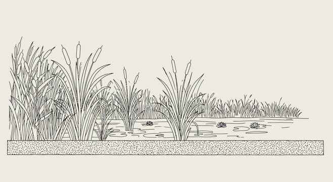 Elegant line drawing of a serene pond landscape featuring cattails and water lilies