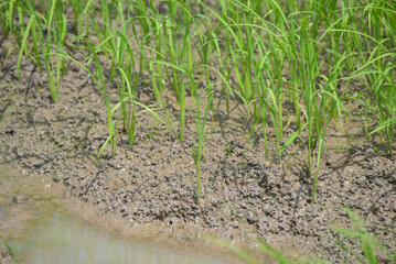 Young green rice plants thriving in a muddy paddy field with standing water for agriculture and growth.