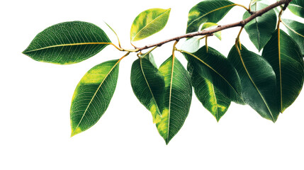 Green leaves on branch with vibrant patterns against a white isolated background.