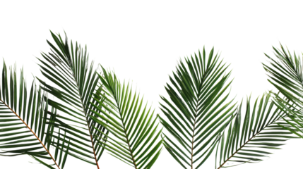 Green palm leaves arranged in a harmonious display, white isolate background.