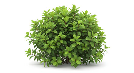 Obraz premium A perfectly round manicured green shrub isolated on a clean white background