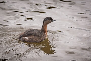 Small brown duck swimming in calm water.
