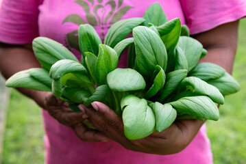 Farmers are tending to mustard greens in a hydroponic vegetable garden.