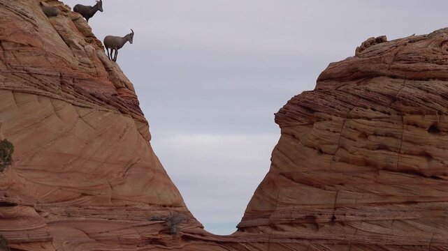 Majestic Goats at The Wave in Arizona