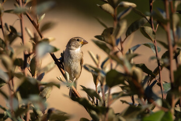 House Sparrow perched on a branch in the morning light