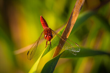 dragonfly close-up in morning light