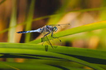 dragonfly close-up in morning light