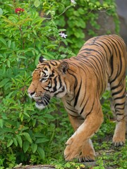Tiger taking a stroll