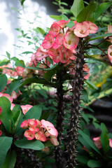 Euphorbia Flower - Euphorbia Milii. Euphorbia is a type of plant that is sensitive to light at night