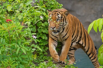Tiger taking a stroll