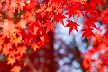 鮮やかな紅葉