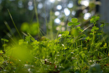 Sunlit close-up of fresh green clover leaves and grass blades in a meadow, with soft bokeh and warm backlight creating a serene, natural summer atmosphere.