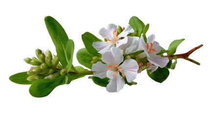 Naklejka premium Nature's Delicate Blossom: A close-up captures the pristine elegance of a sprig of delicate white flowers in full bloom. The image evokes a sense of purity and tranquility.