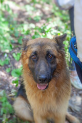 german shepherd in the forest