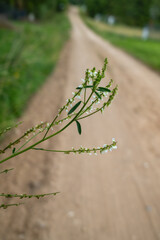 Close-up of white sweet clover (Melilotus albus) blooming along a rural dirt road, with delicate flowers and green leaves standing out against a soft-focus countryside background.