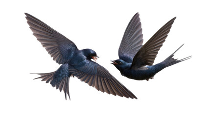 Obraz premium Dynamic Duo of the Skies: Witness the elegance of swallows, with outstretched wings, in a vibrant aerial display, capturing the essence of flight and freedom.