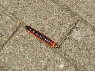 Macro shot of the willow borer caterpillar or goat moth in nature. Clear body structure and coloring. Perfect for nature or wildlife themes. Copyspace.