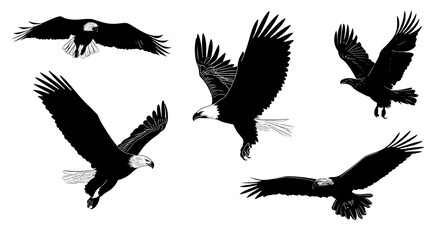 Obraz premium Vector black silhouette of a flying eagle in different poses on a white background