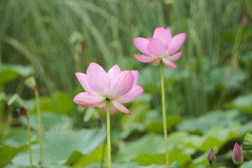 Obraz premium Pink Lotus Blossoms Amid Green Leaves on a Serene Pond