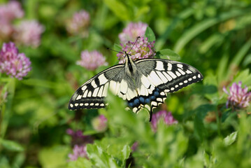 Old World Swallowtail or common yellow swallowtail (Papilio machaon) sitting on pink flower in Zurich, Switzerland