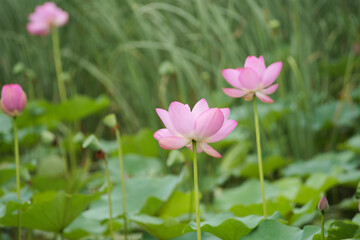 Obraz premium Pink Lotus Blossoms Amid Green Leaves on a Serene Pond