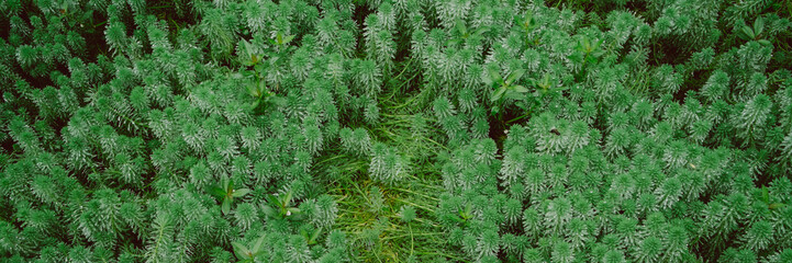 green grass background