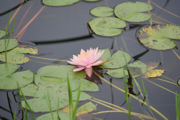 Peach - Pink Water Lily Floating on Lily Pads with Reeds in Background