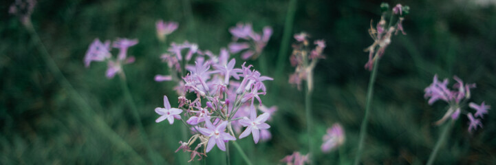 pink flowers in the field
