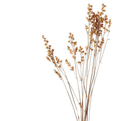 Fototapeta premium Dried flowers bouquet, studio shot, black background, floral arrangement, home decor