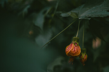 halloween pumpkin on black