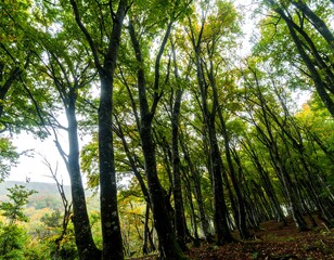 Fototapeta premium Dense forest canopy, upward view