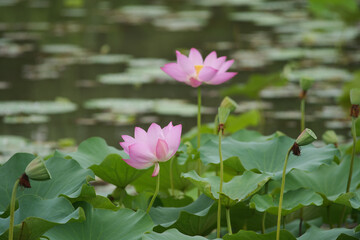 Pink Lotus Blossoms Amid Green Leaves on a Serene Pond