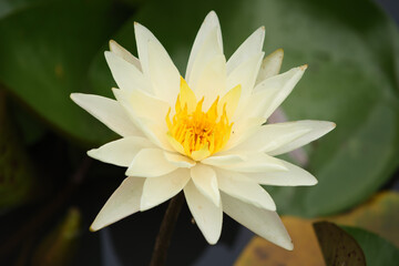 White Water Lily with Yellow Stamen on Petals Among Green Pads