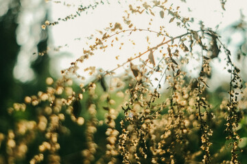 rain drops on the window of a tree