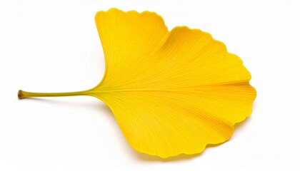Naklejka premium Hyper Realistic Ginkgo Biloba Leaf Isolated on White Background