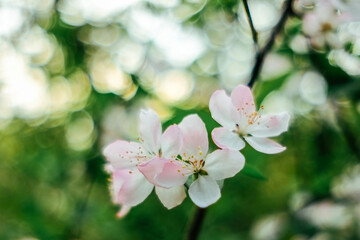 pink cherry blossom