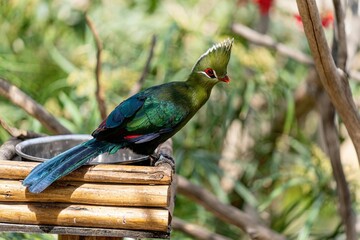 Tauraco corythaix Perched on a Stack of Dry Bamboo