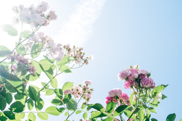 lilac flowers of the sky