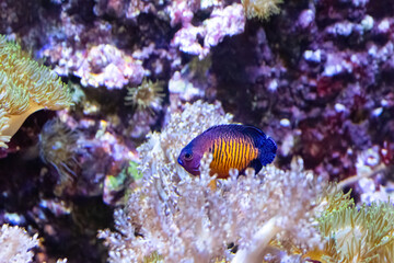 The twospined angelfish, Centropyge bispinosa, at depths of 5 to 50 metres