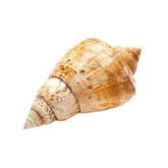 Fototapeta premium Seashell Spiral, Ocean Beach, Summer, Seashore, Close-up, Decoration