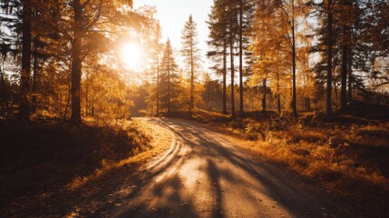 Golden hour sunlight filters through tall trees lining a winding dirt road,