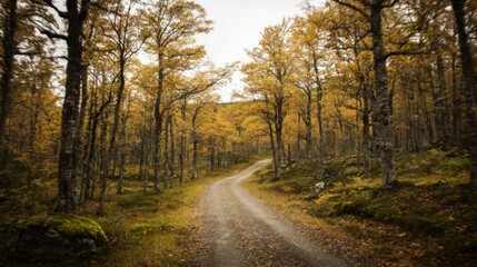 Obraz premium A serene forest road winds through dense trees with yellow foliage,