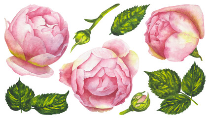  Watercolor set of pink peony flowers, buds, and lush green leaves. Perfect for invitations, cards, scrapbooking, and DIY floral compositions with a romantic vintage style.