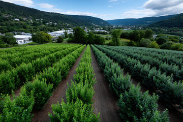 Naklejka premium A mesmerizing aerial view of neatly arranged green fields stretching towards the horizon, framed by lush hills and serene landscapes, capturing the beauty of nature's bounty.