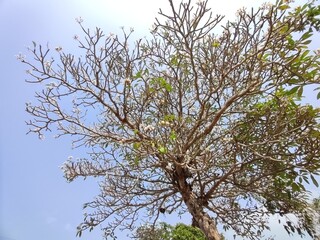 Frangipani tree branches against blue sky