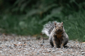 Eastern gray squirrel (Sciurus carolinensis) in British Columbia, Canada. Copy space.