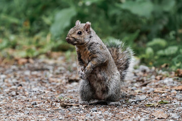 Eastern gray squirrel (Sciurus carolinensis) in British Columbia, Canada.